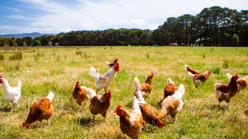 Grippe aviaire : 230 volatiles abattus à titre préventif