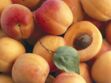 Amandes d’abricots : à consommer avec modération à cause du cyanure