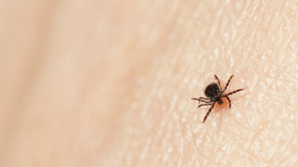 Maladie de Lyme : un nouveau plan pour améliorer son diagnostic