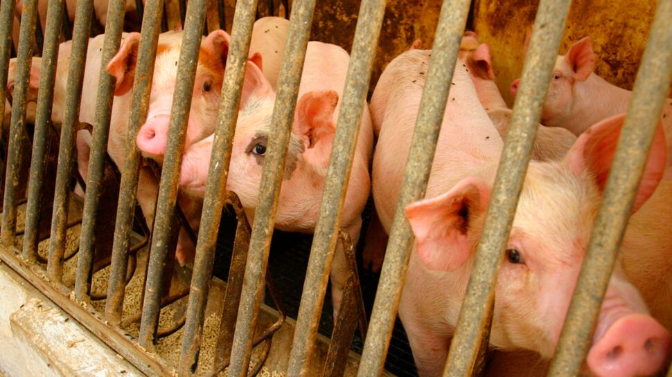 Résistance aux antibiotiques : vers un usage limité dans les élevages