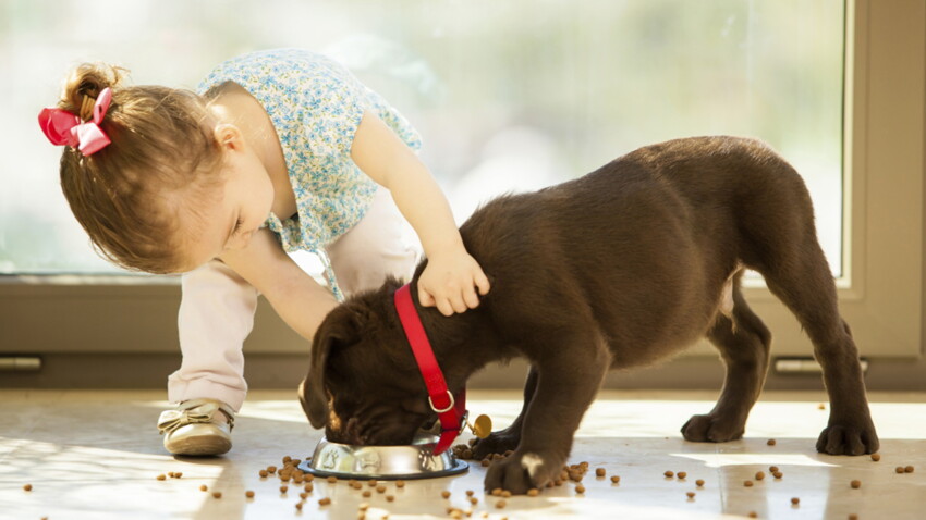 Asthme adopter un chien préviendrait les risques chez l