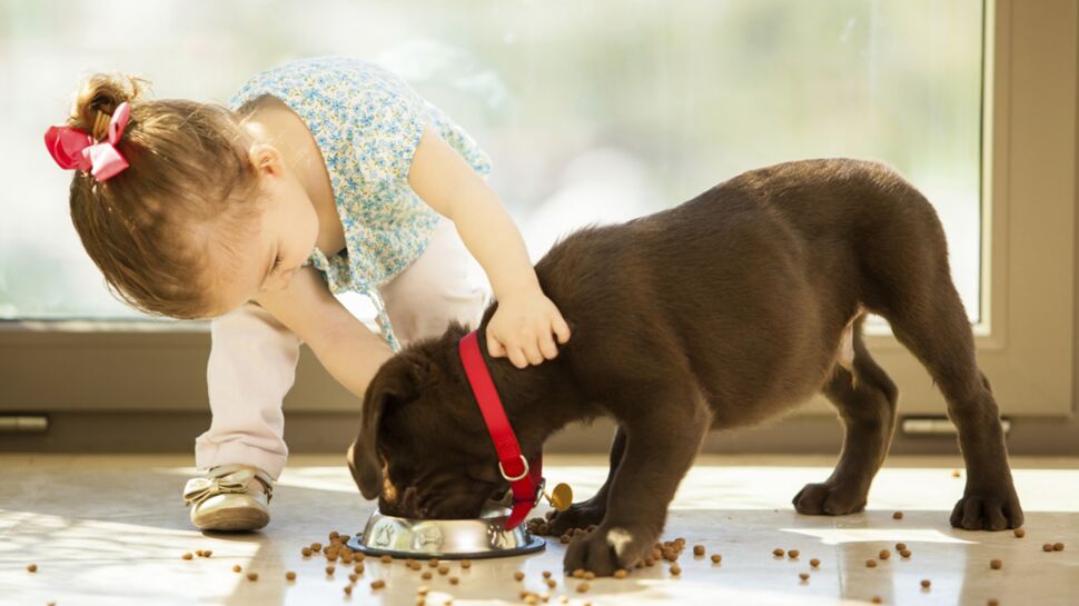 Asthme : adopter un chien préviendrait les risques chez l'enfant