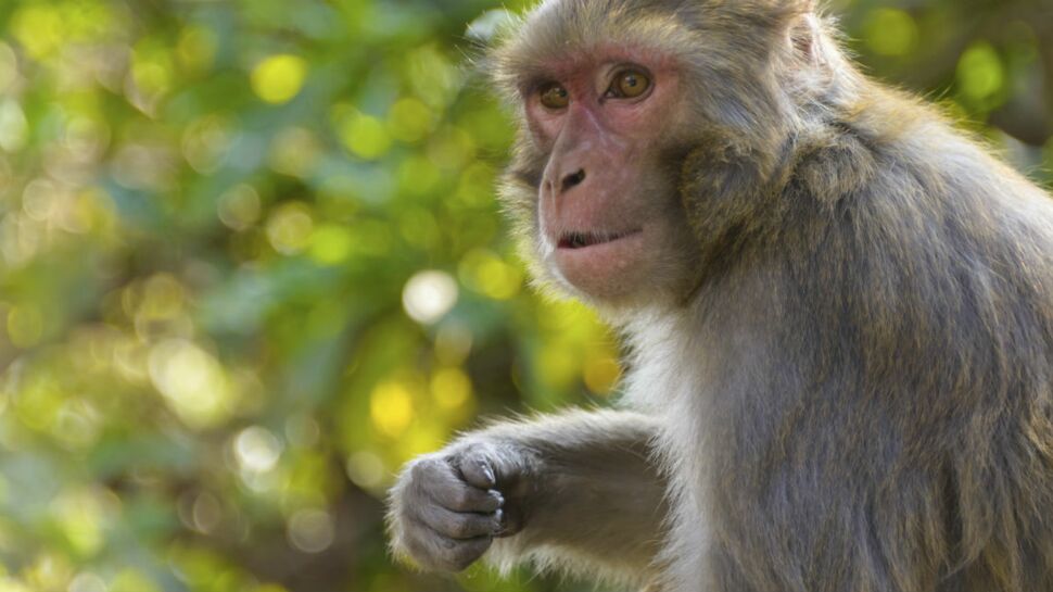Autisme : des singes transgéniques pour traiter le trouble