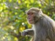 Autisme : des singes transgéniques pour traiter le trouble