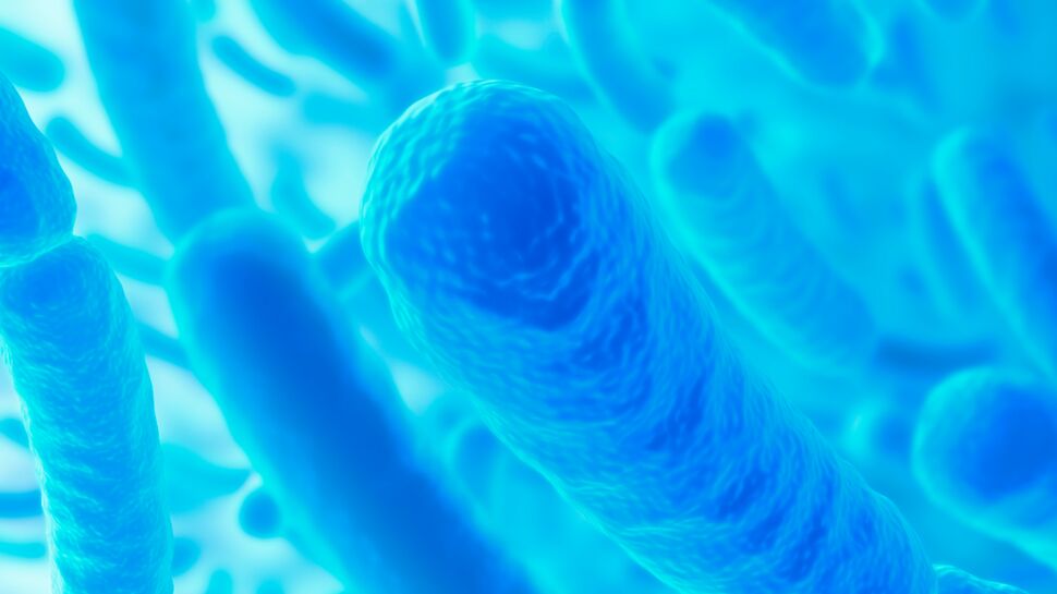 Des bactéries plus vieilles que nous dans nos intestins ?