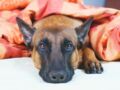 Cancer du sein : les chiens pourraient bientôt le détecter grâce à leur flair