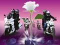 Lutte contre le cancer : quand les motards distribuent des roses