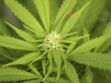 Un futur traitement anti-cannabis ?