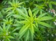 Cannabis : la France a légalisé pendant 10 ans par erreur du THC !