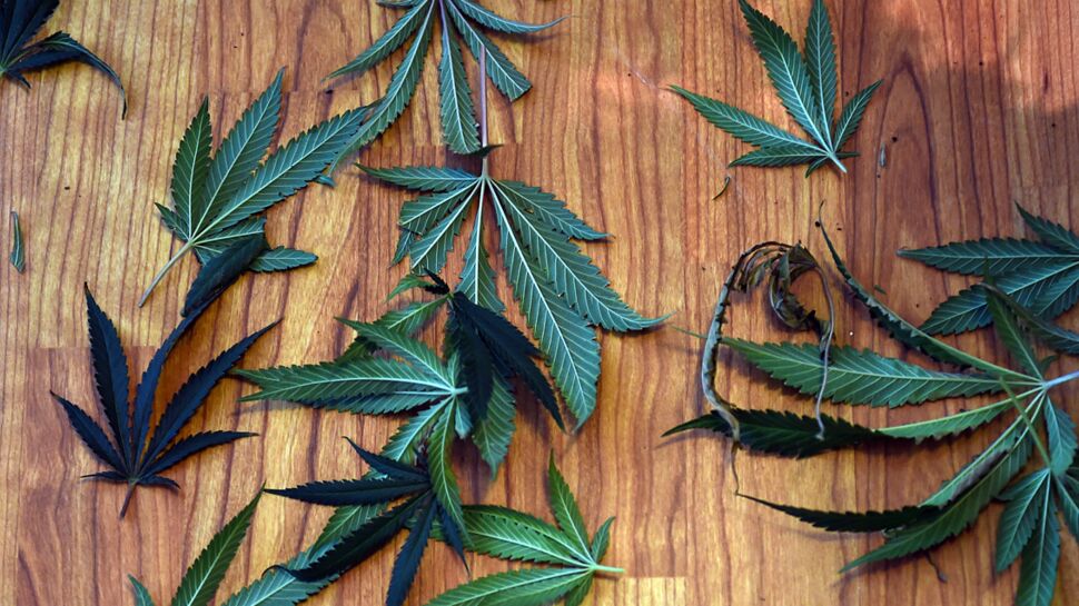 Cannabis : son usage thérapeutique autorisé à New-York