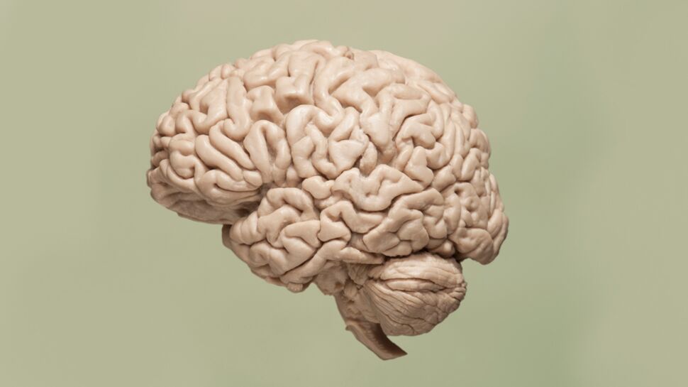 Pourquoi notre cerveau ressemble-t-il à une noix ?