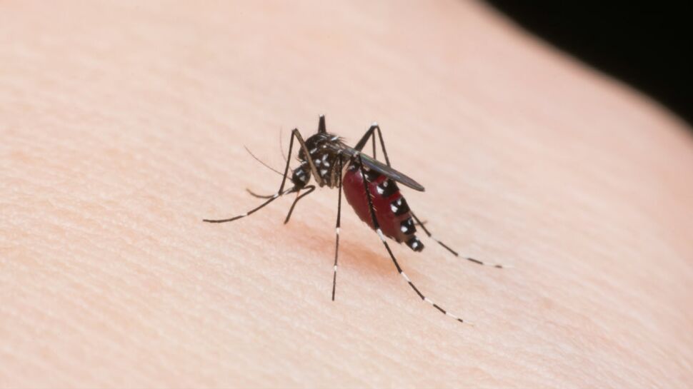 Chikungunya : 30 départements français pourraient bientôt être touchés par l’épidémie