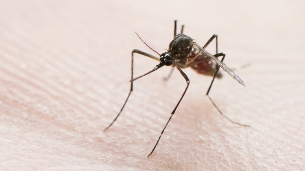 Chikungunya : un deuxième cas détecté en France