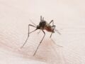 Chikungunya : un deuxième cas détecté en France