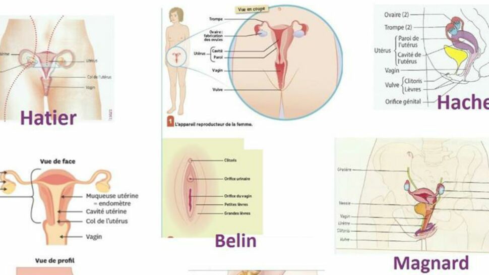 Pour la première fois, le clitoris est correctement représenté dans un manuel scolaire