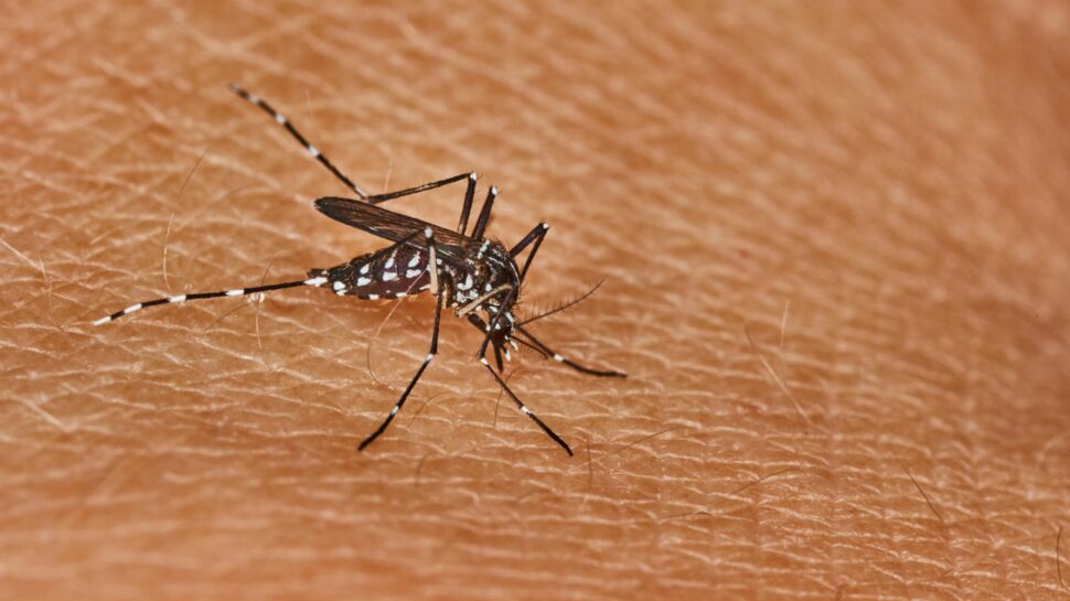 Contagion : cas de dengue dans le Sud-Ouest, quels sont les risques ?