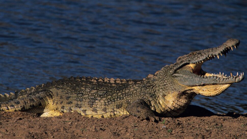 Le crocodile, nouvel espoir dans la lutte contre le choléra