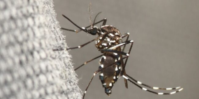 La dengue en forte hausse en Martinique