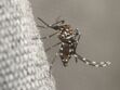Mobilisez-vous contre la dengue
