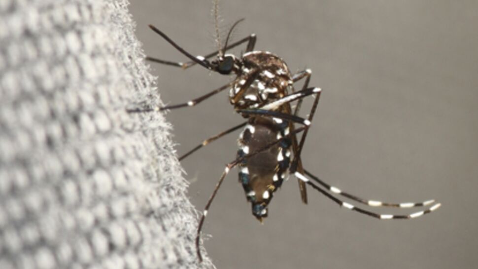 Mobilisez-vous contre la dengue