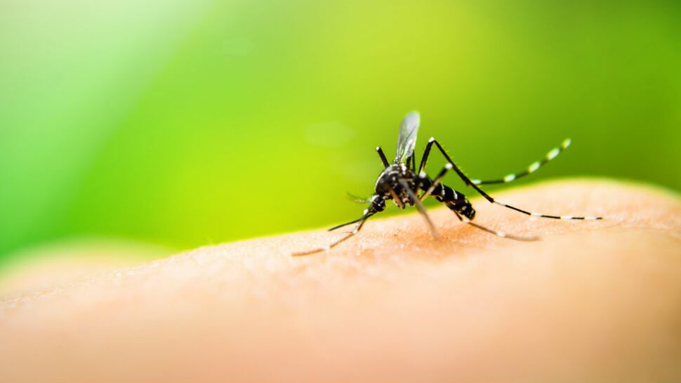 La dengue tue un bébé de six mois en Nouvelle-Calédonie