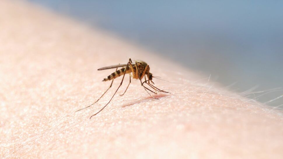 Dengue : le vaccin, trop cher, ne se vend pas dans les pays concernés