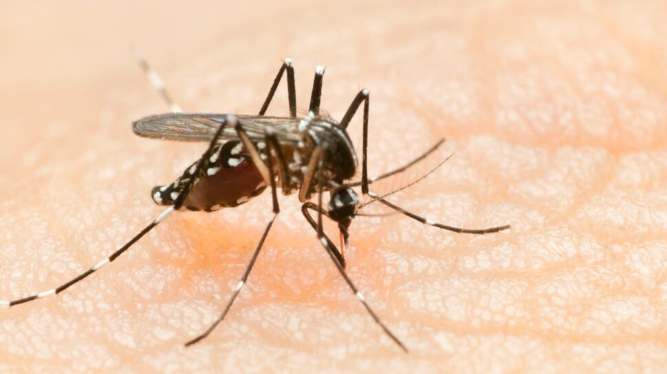 Dengue : les porteurs sains transmettent aussi le virus aux moustiques