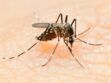 Dengue : les porteurs sains transmettent aussi le virus aux moustiques