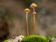 Les champignons hallucinogènes (vraiment) efficaces pour lutter contre la dépression ?
