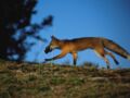 Utiliser les renards pour lutter contre la maladie de Lyme ?