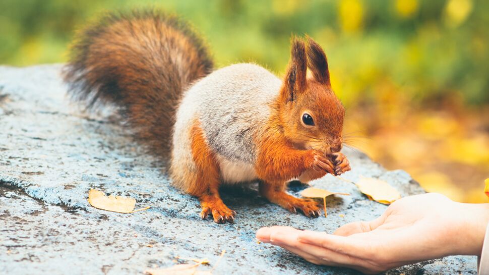 Des écureuils porteurs de la lèpre découverts au Royaume-Uni