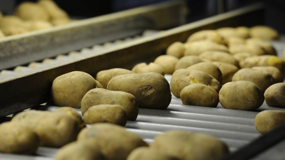 Epidémie à Clarebout potatoes : on en sait plus sur la mystérieuse maladie