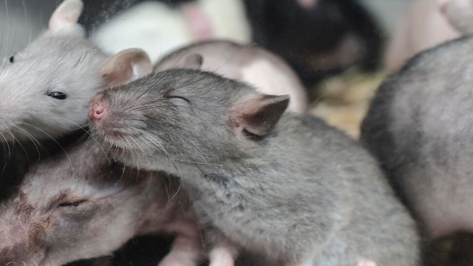 Des souris nous aident à comprendre le bégaiement