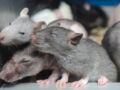 Des souris nous aident à comprendre le bégaiement