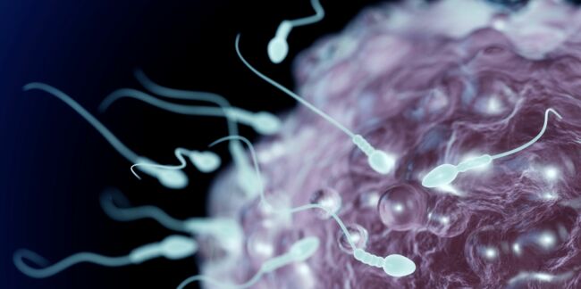 En 40 ans, la quantité de sperme chez les Occidentaux a baissé de 60%
