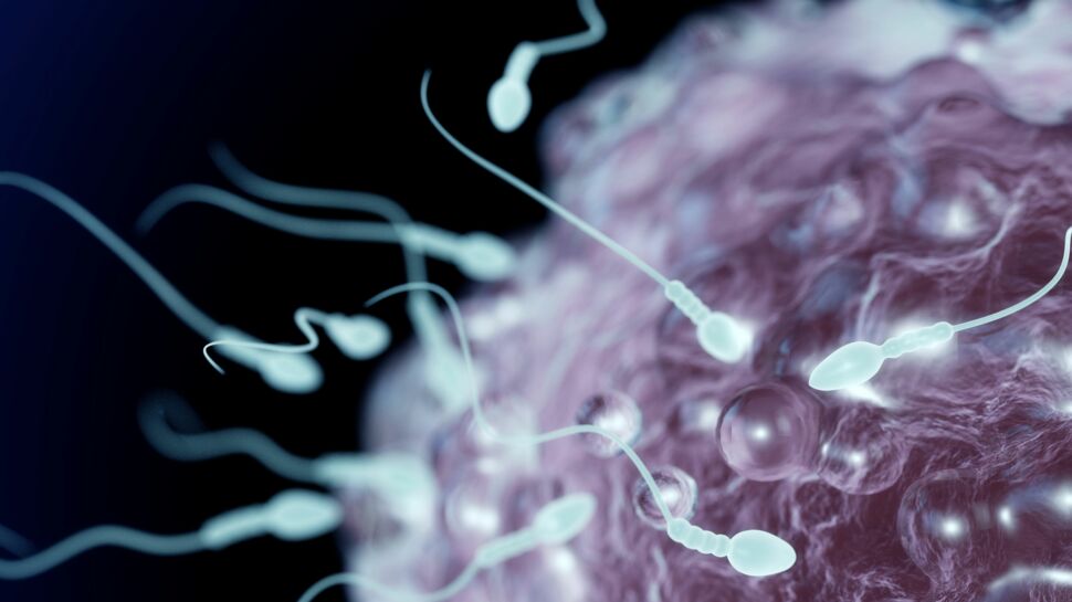 En 40 ans, la quantité de sperme chez les Occidentaux a baissé de 60%