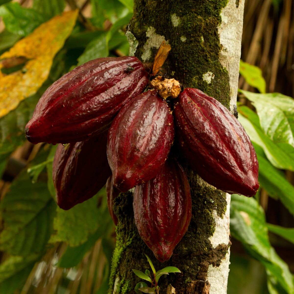 Les bienfaits des fèves de cacao- Plantes et Santé