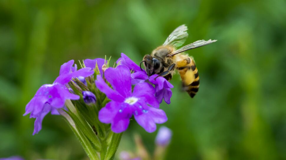 Pesticides tueurs d'abeilles (néonicotinoïdes) : Nicolas Hulot obtient gain de cause