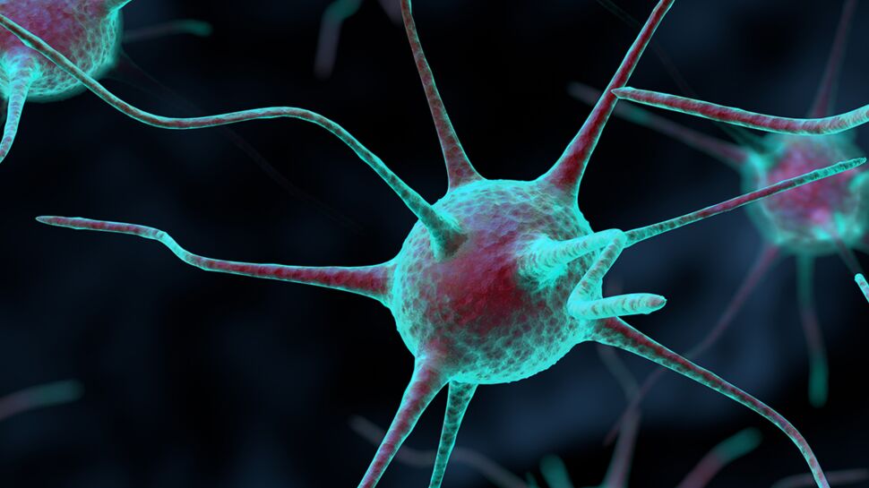 La greffe de neurones pourrait permettre au cerveau de se réparer seul