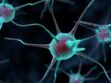 La greffe de neurones pourrait permettre au cerveau de se réparer seul