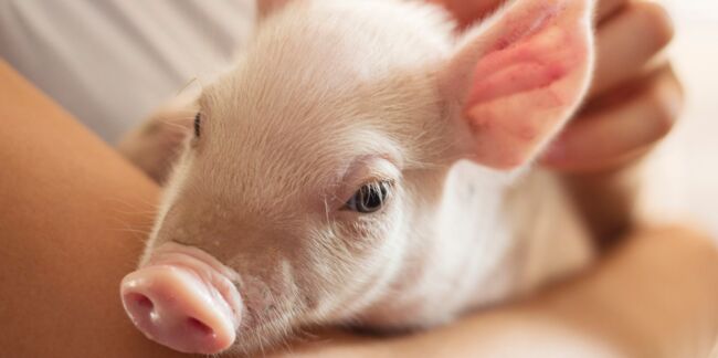 Pourquoi les cochons pourraient un jour sauver des vies ?