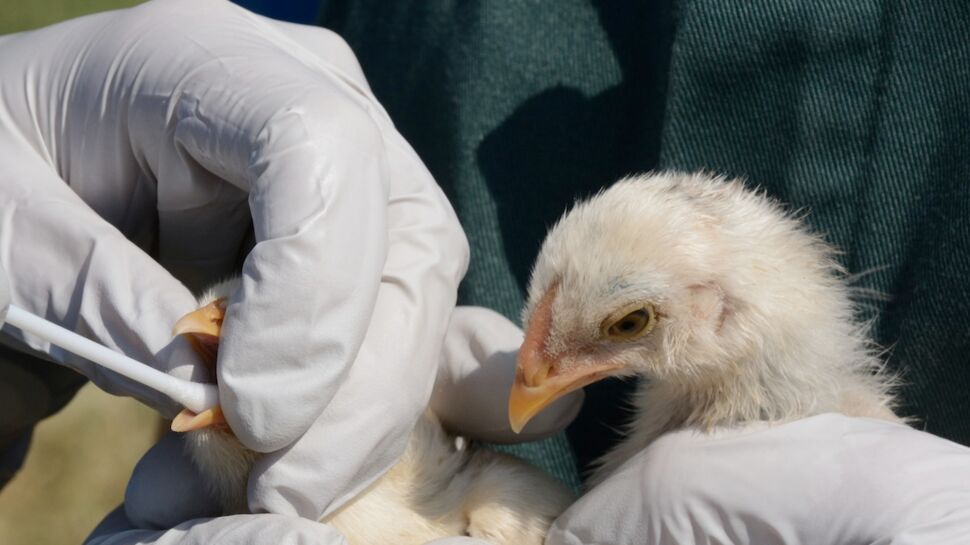 La grippe aviaire épargnera-t-elle la France ?
