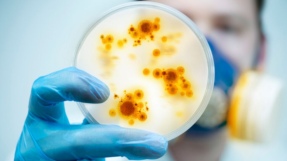 Helicobacter pylori : quel diagnostic et quel traitement pour cette infection ?