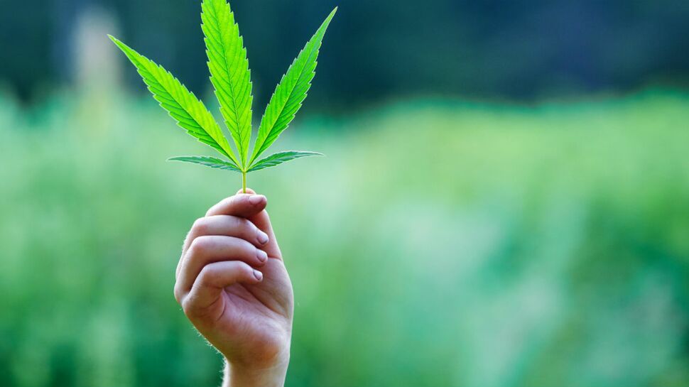 Cannabis : les intoxications accidentelles chez les enfants sont en augmentation