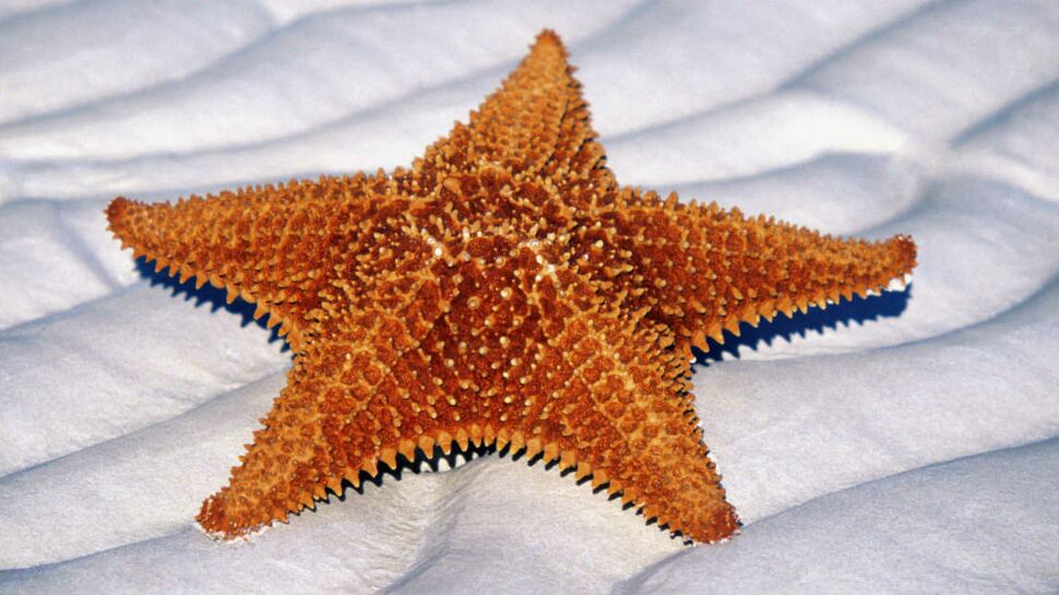L’étoile de mer va peut être vaincre la mucovicidose