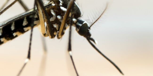 Alerte au moustique tigre en France : comment l'éviter et s’en protéger ?