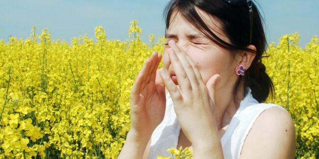 Allergie aux pollens d'ambroisie : risque élevé dès le 10 août