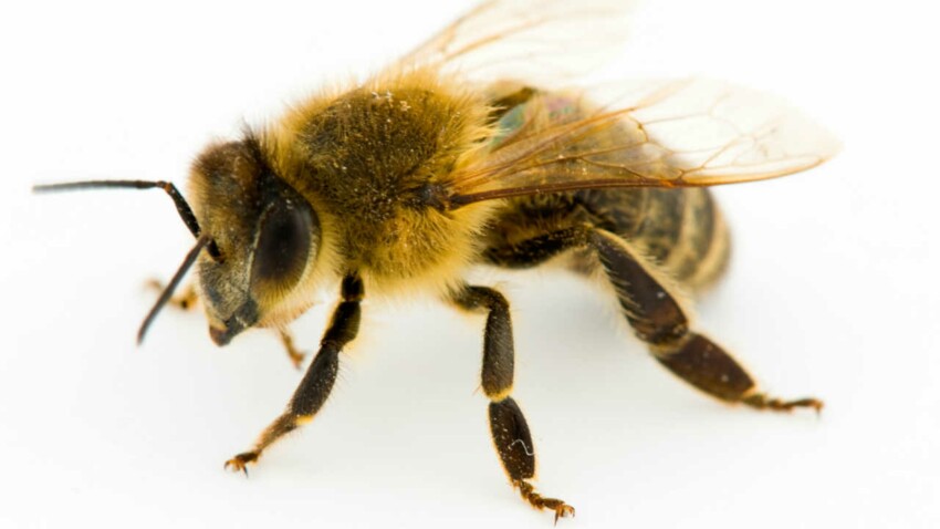 Le Venin D Abeille Contre Le Cancer Femme Actuelle Le Mag