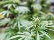 Légalisation du cannabis à usage thérapeutique en Allemagne
