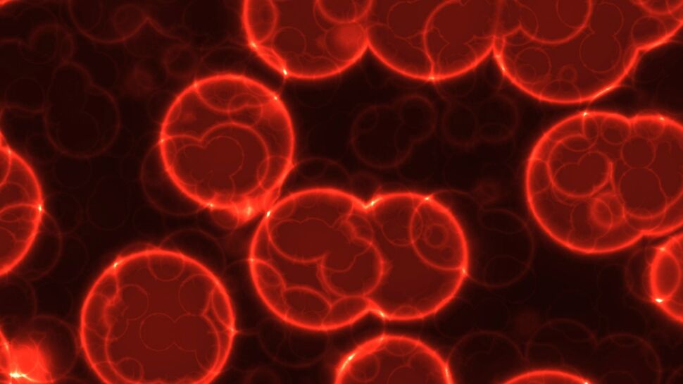 Cancer du sang : des lymphocytes T reprogrammés comme traitement
